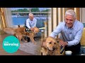 Dog 'Too Friendly' To Be Guide Dog Wins Phillip's Heart | This Morning