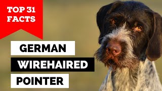 99% of German Wirehaired Pointer Owners Don't Know This by Dogs Wiz 755 views 3 weeks ago 9 minutes, 36 seconds