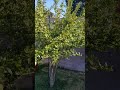 10 months later Pomegranate leaves turning yellow