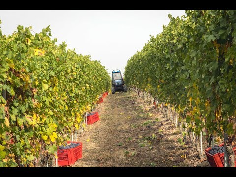 100.000 italienische Weine! Kulinarische Reise ins Piemont Teil 1 - TRUE FOOD | ellevant