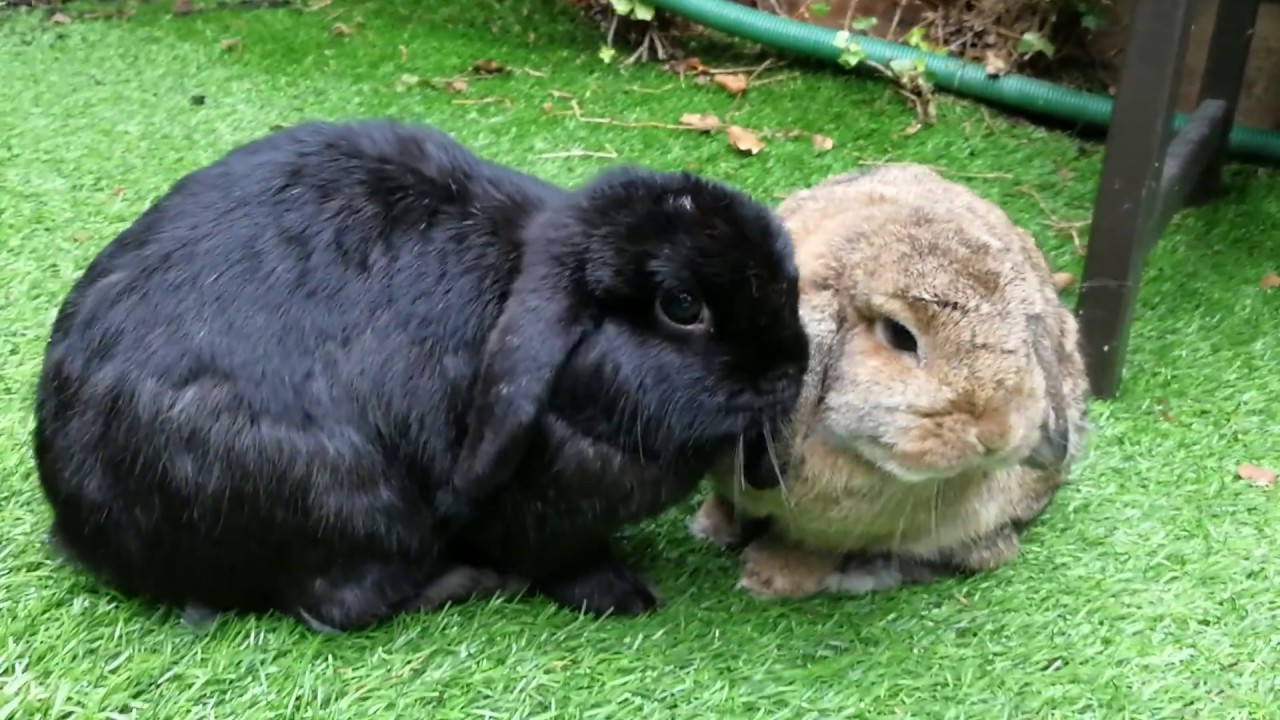 full size mini lop