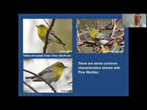 Mini-Tutorial: Pine Warbler vs. Yellow-throated Vireo