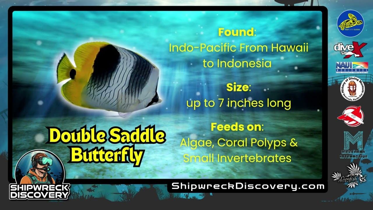 Рыба-бабочка с двойным седлом в обломках затонувших кораблей