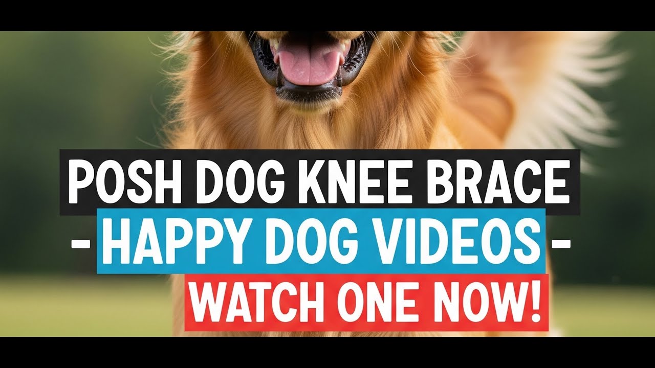 posh knee brace for dogs