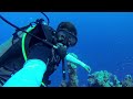 Breathtaking dive at the iconic Canyon and Blue Hole in Dahab 🌊🐠  