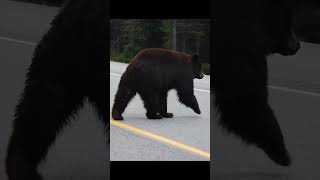 Learning about bears - part 2!