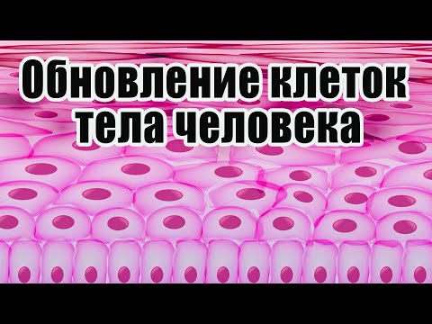 Обновление клеток тела человека