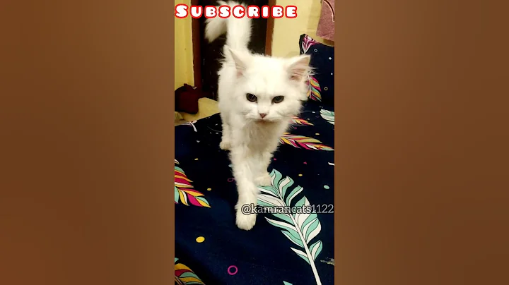 Watch the video about [ trending Persian kitten meowing] 🐾💗 #kitten #cat #catlover #shortsvideo #shortsfeed #shorts #viral