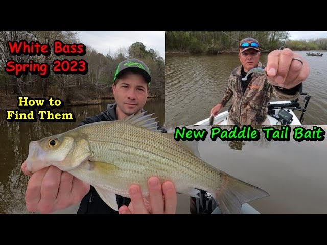 Beating the rain for Spring White Bass 
