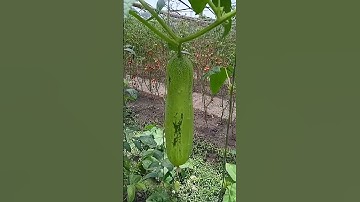 cucumber farming #cucumber #cucumberfarming #shorts #short #farming #farm #viral #trending #new