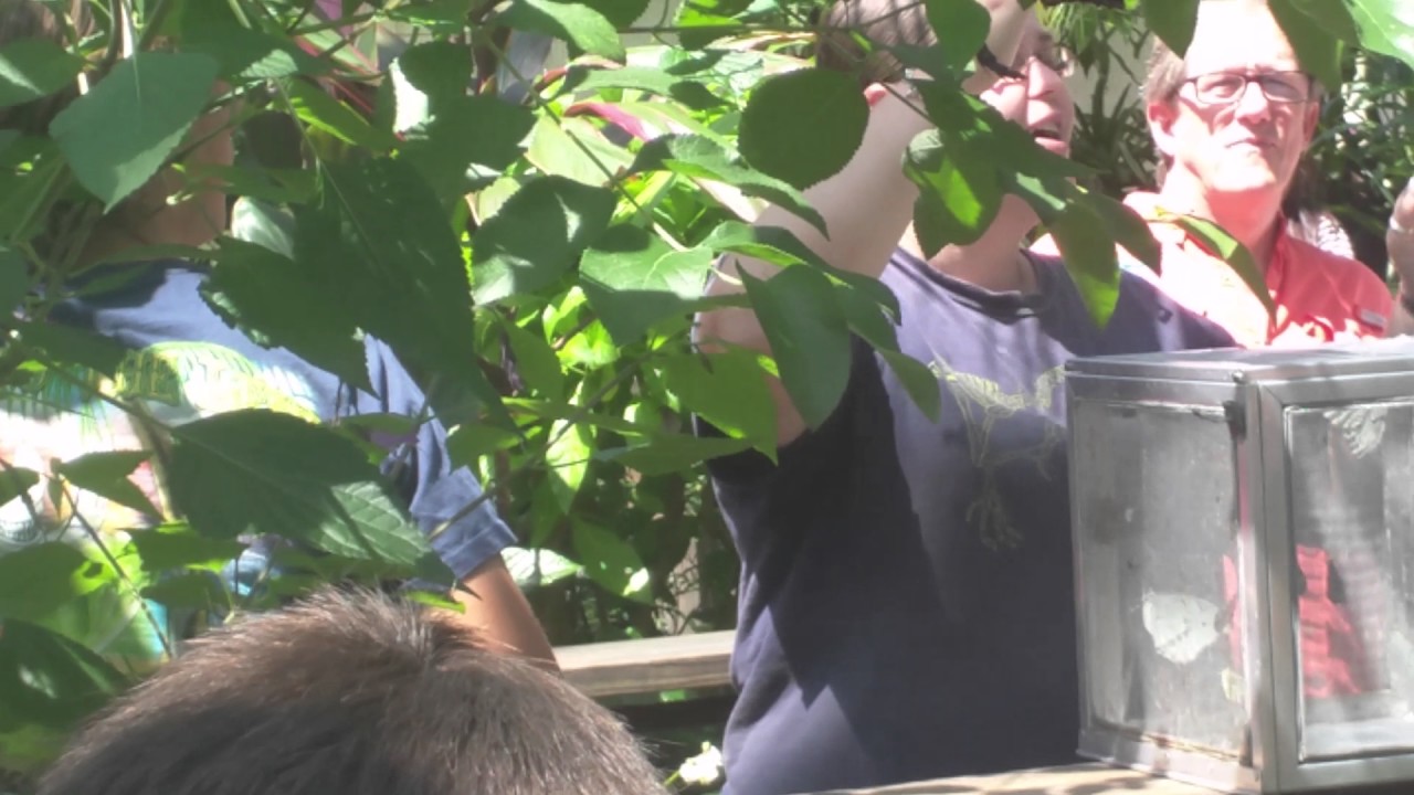 University of Florida Gainesville Butterfly Garden World best Butterfly