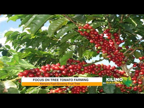 ⁣Kilimo na Biashara: Tree Tomato Farming Kenya | 25 June 2021