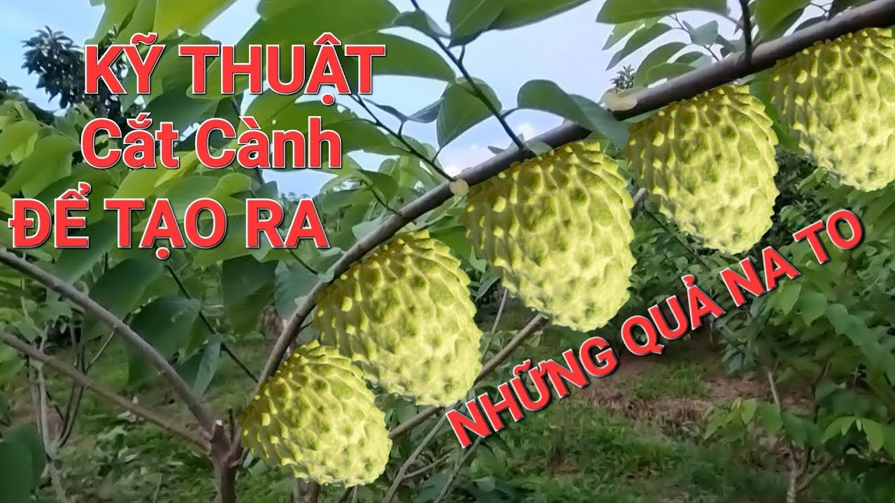 kỹ thuật cắt cành na dứa đài loan làm trái rất phù hợp tại miền đông nam bộ
