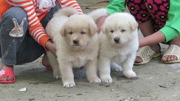 Chó xù Bắc Hà - Báu vật người H