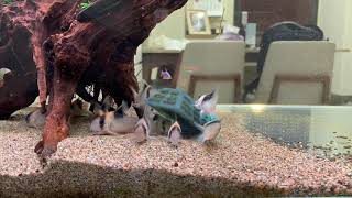 1080730鼠魚缸餵食縮時攝影