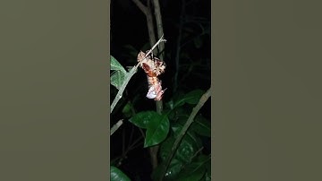 Ve Sầu Lột Xác | Tuấn Anh