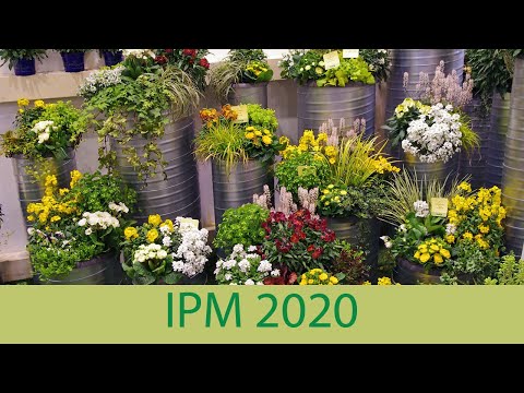 ipm-essen-2020---kientzler-jungpflanzen