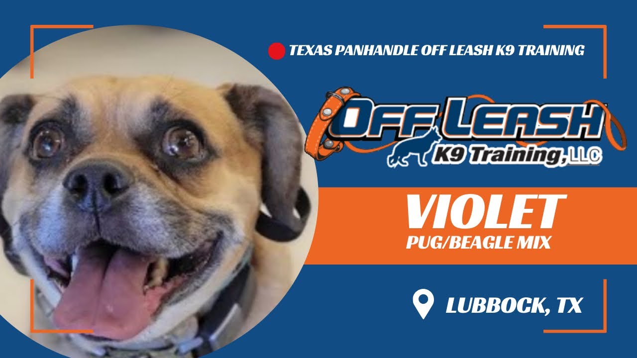 Texas Panhandle Off Leash K9 Training: Violet, the 3-Year-Old Puggle (Pug x Beagle)
