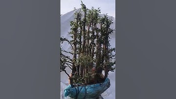 cụm rừng cẩm thị GLAE 0987267261