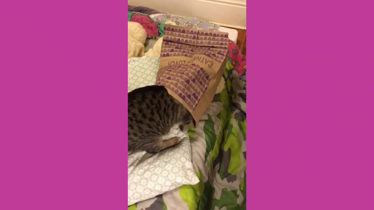 Grandma’s Cat Toy Review