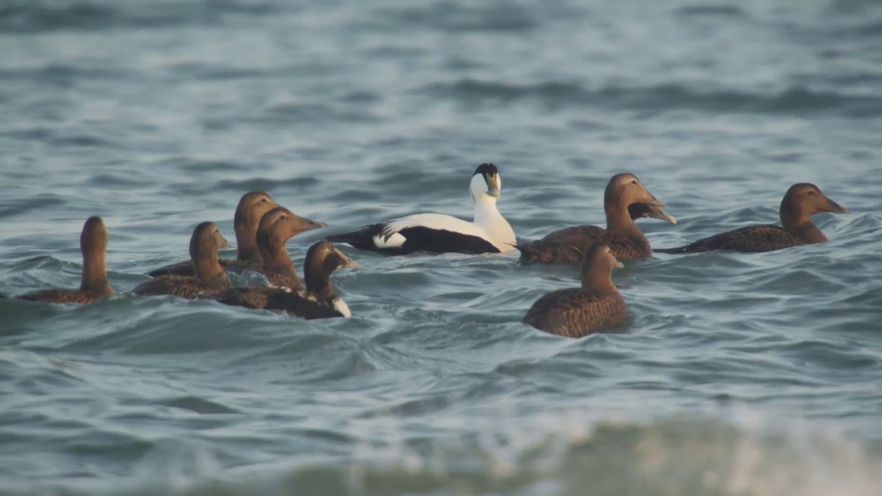 Eider 