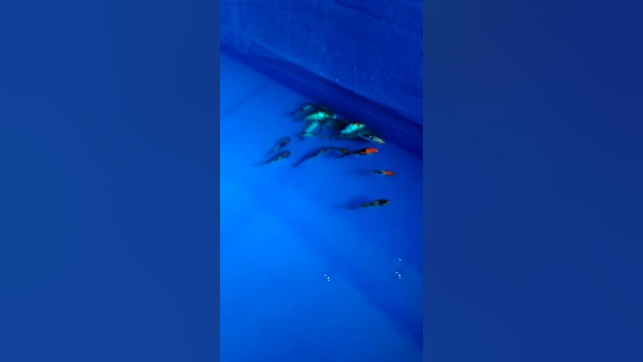 Koi sleeping desease.. stress koi. What to do? 30pcs of them. - YouTube