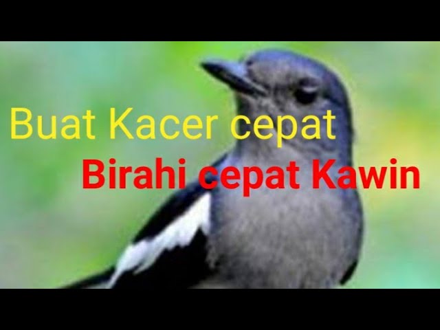 Suara Pancingan Kacer agar Cepat Birahi dan Kawin class=