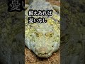 【法律】ツッコミどころ満載な世界の法律3選 #Shorts #雑学 #考察 #歴史 #文化