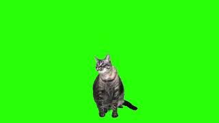 cat. (green screen)