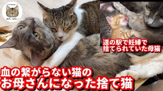 【保護猫】自分の子じゃない子達のママになった捨て猫みーちゃん/モフ子ちゃんが居なくなった後のチュンパ君に意外な発見が！？ by Hana Channel.保護猫ライフ 66,538 views 7 months ago 11 minutes, 15 seconds