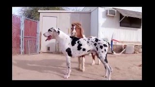 Who's taller? Mini Horse or Great Dane