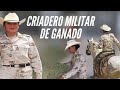 Recordando al Criadero  (Santa Gertrudis Chihuahua criadero militar de ganado número 2)