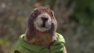 Best Super Bowl Commercials with Animals
