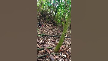 Bẫy Gà Rừng Mùa 2023