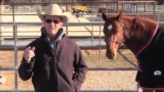 How to avoid a freak accident with horses