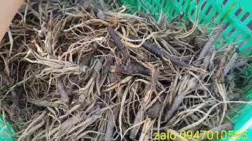 Sâm tiên mao ( sâm cau đen ) giá bao nhiêu 1kg