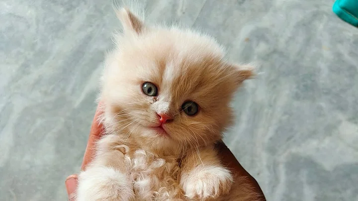 Video 5780701: british longhair persian, british longhair cat grooming, longhair british cat sound, british cat kitten, cat vs british