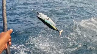 Catching tuna Maldivian style 🎣 by THE LIFE OF A FISHERMAN 🎣 1,960 views 3 months ago 5 minutes, 7 seconds