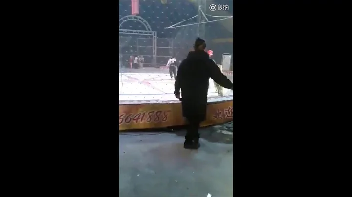 中國馬戲團在起風雲 白馬激怒獅子被發狂撕咬不放 - 天天要聞