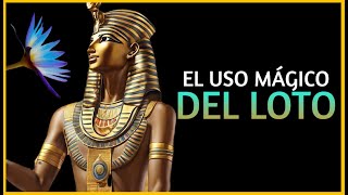 🪷 EL LOTO Y LOS DIOSES EGIPCIOS