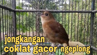 SUARA SIULAN BURUNG JONGKANGAN GACOR NGEPLONG