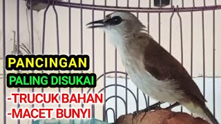 Pancingan trucukan BAHAN dan malas bunyi agar CEPAT bunyi gacor ROPEL