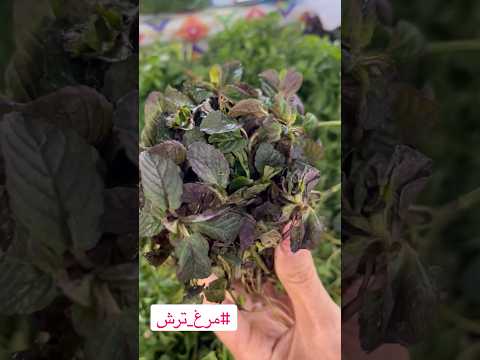 سبزی های شمال رو بشناس