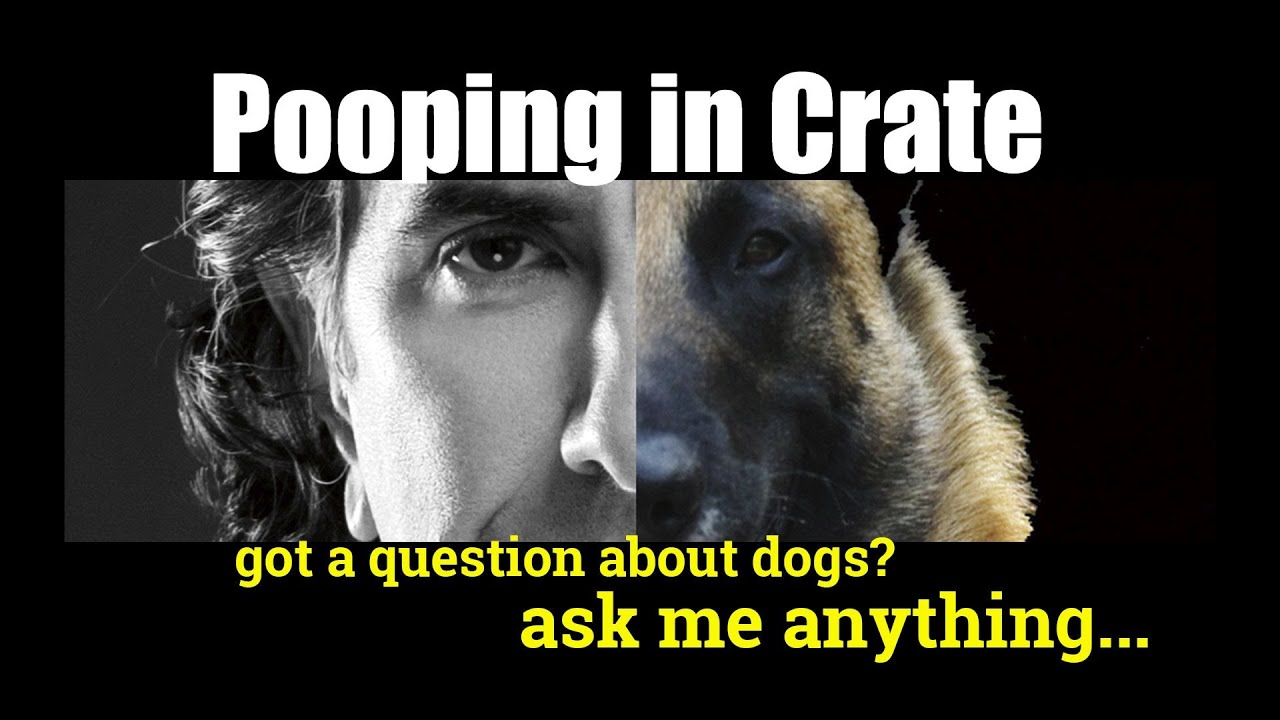 How Do I Stop My Puppy from Pooping in the Crate - ask me ...
