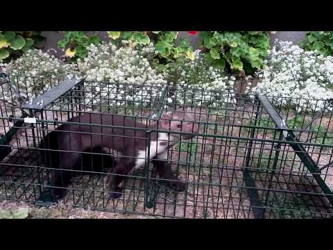 Angry Marten