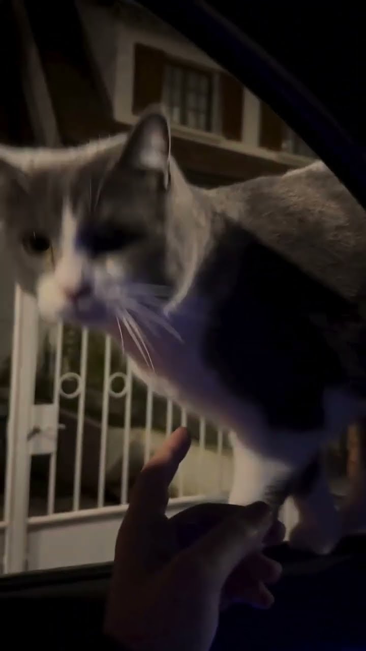C magnifique vidéo chat nature oronge