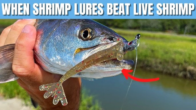 THIS Actually Matters When Selecting Artificial Shrimp Lures 