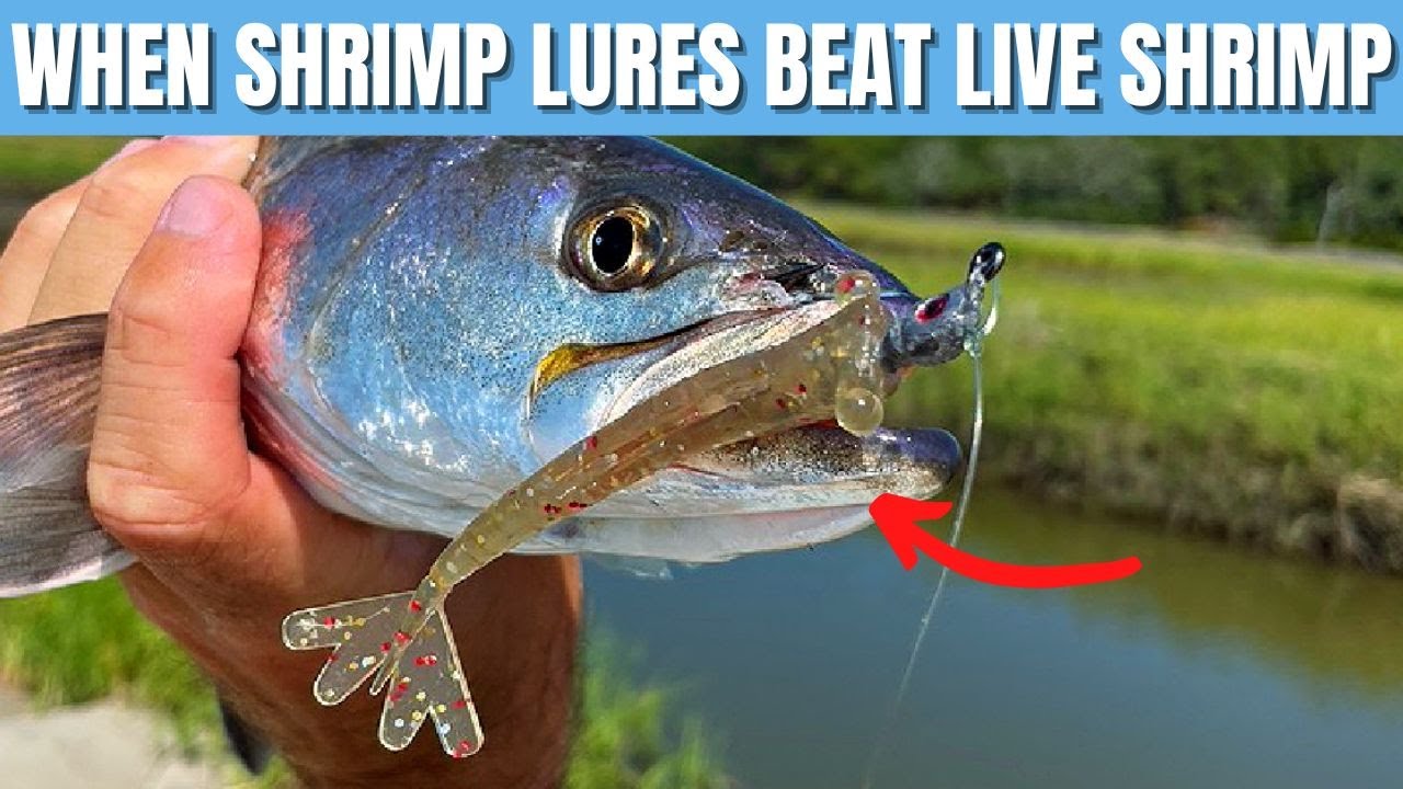 Here's When Shrimp Lures BEAT Live Shrimp 