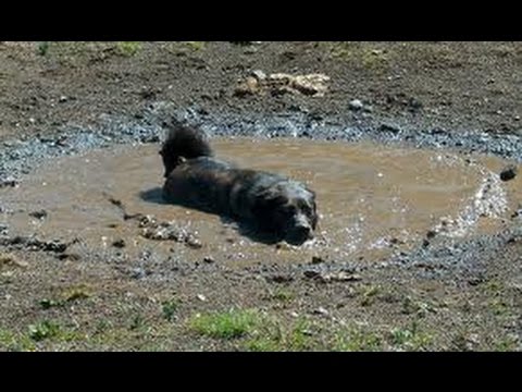 dogs-loving-rain-and-puddles---funny-and-cute-dog-compilation