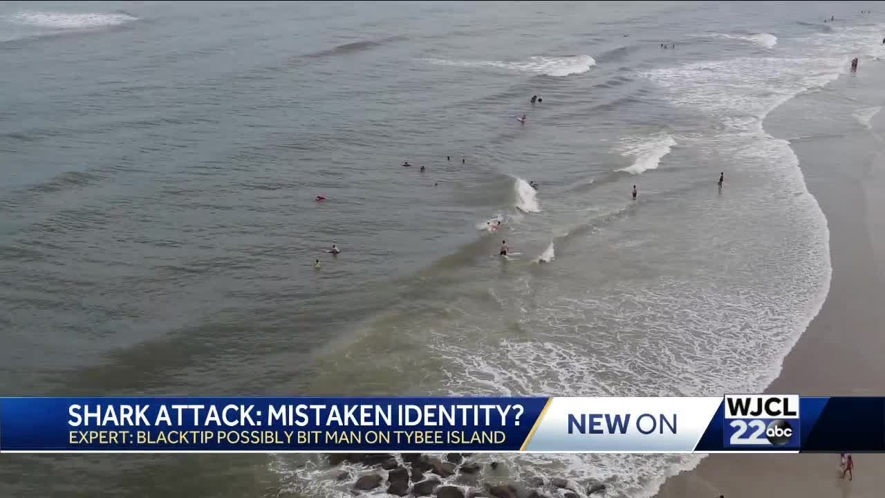 How to Prevent a Shark Attack and What to Do If Bitten? An Expert Weighs In